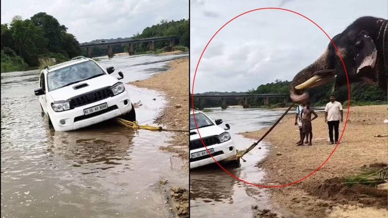 Kerala: నదిలో చిక్కుకున్న కారును బయటకు లాగిన ఏనుగు.. వీడియో వైరల్