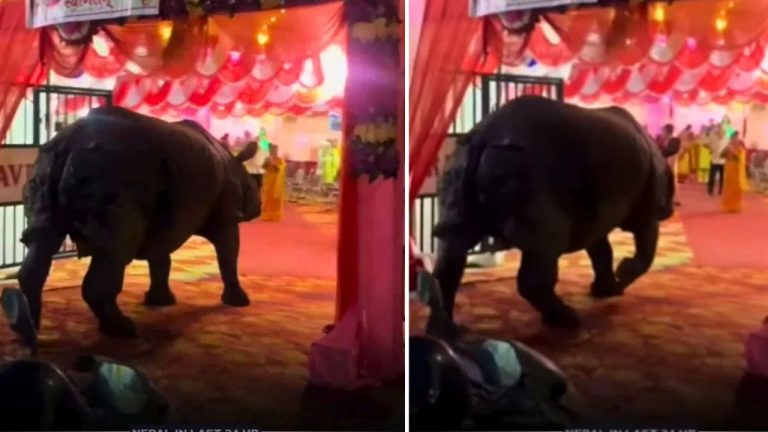 Nepal: వివాహ వేడుకకు హాజరైన అనుకోని అతిథి.. వీడియో వైరల్‌..!