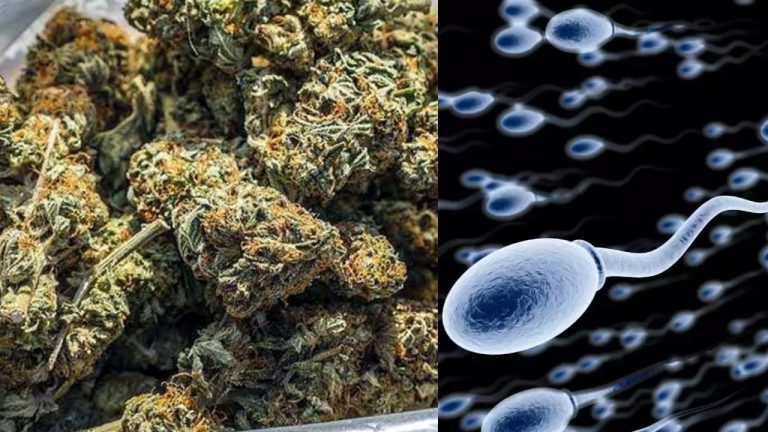 Sperm Quality: గంజాయి వాడితే వీర్యకణాల నాణ్యతపై ప్రభావం పడుతుందా..?