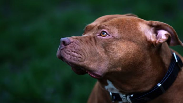 Hyderabad: యజమాని మర్మాంగాలపై పెంపుడు కుక్క దాడి.. తీవ్ర రక్తస్రావంతో మృతి!