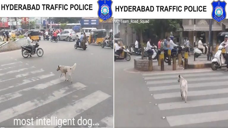Hyderabad : ట్రాఫిక్ నియమాన్ని పాటించిన వీధి కుక్క… వీడియో వైరల్