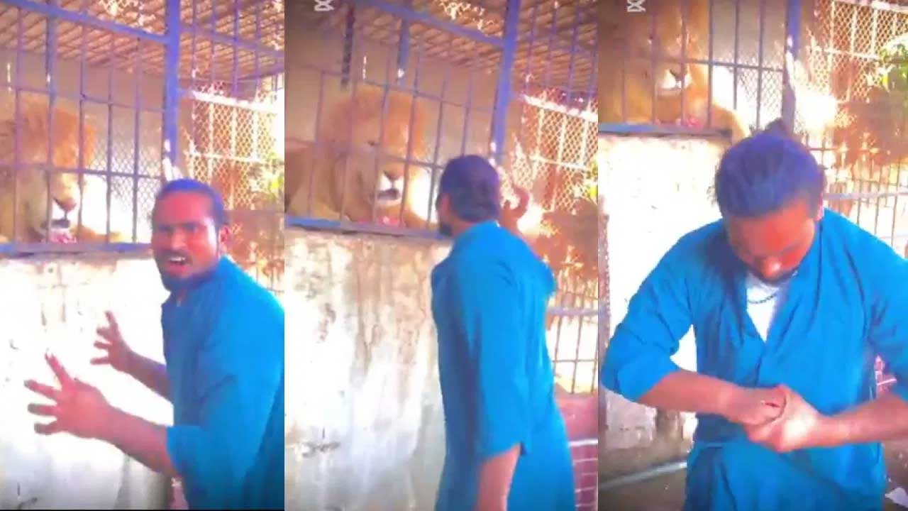 Lion Attack: సింహానికి టచ్ ఇచ్చాడు.. వెంటనే స్ట్రెచర్ ఎక్కాడు..!