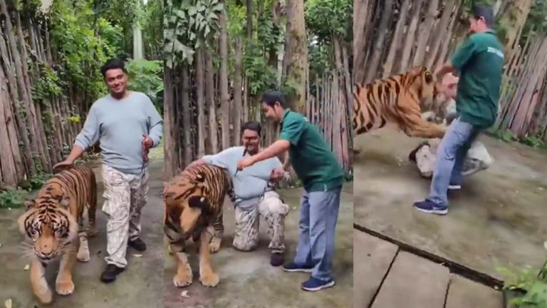 Tiger: చనువిచ్చింది కదా అని ఆడుకుంటే.. రీల్స్ చేసిన వ్యక్తిపై దాడి చేసిన పులి