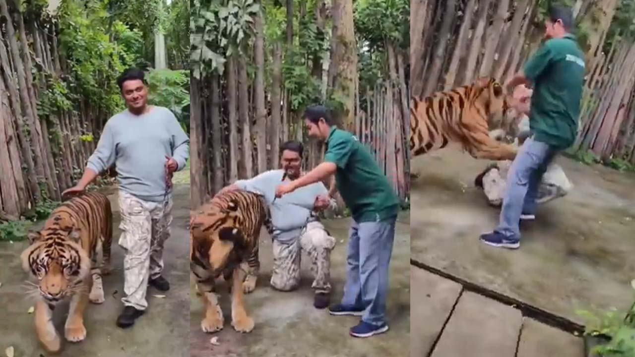 Tiger attacks man in Thailand Tiger attacks man in Thailand