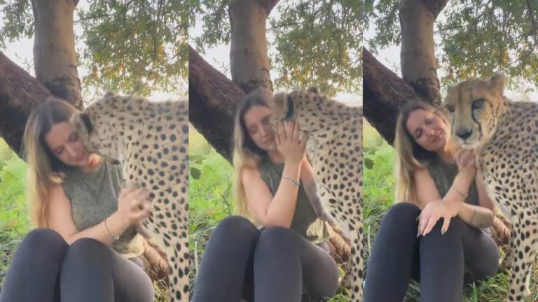 Viral : అమ్మాయి ప్రేమకు పులి కూడా దాసోహం..! ఈ వీడియో చూస్తేగానీ నమ్మరు..!