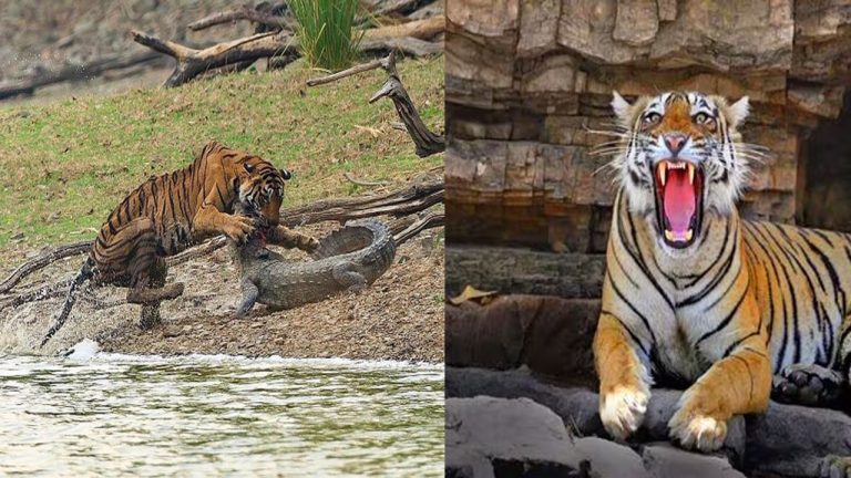 Arrowhead Dies:  మొసళ్లను సైతం వేటాడే ప్రసిద్ధ  పెద్ద పులి “ఆరోహెడ్” ఇక లేదు.. లాస్ట్ వీడియో..!