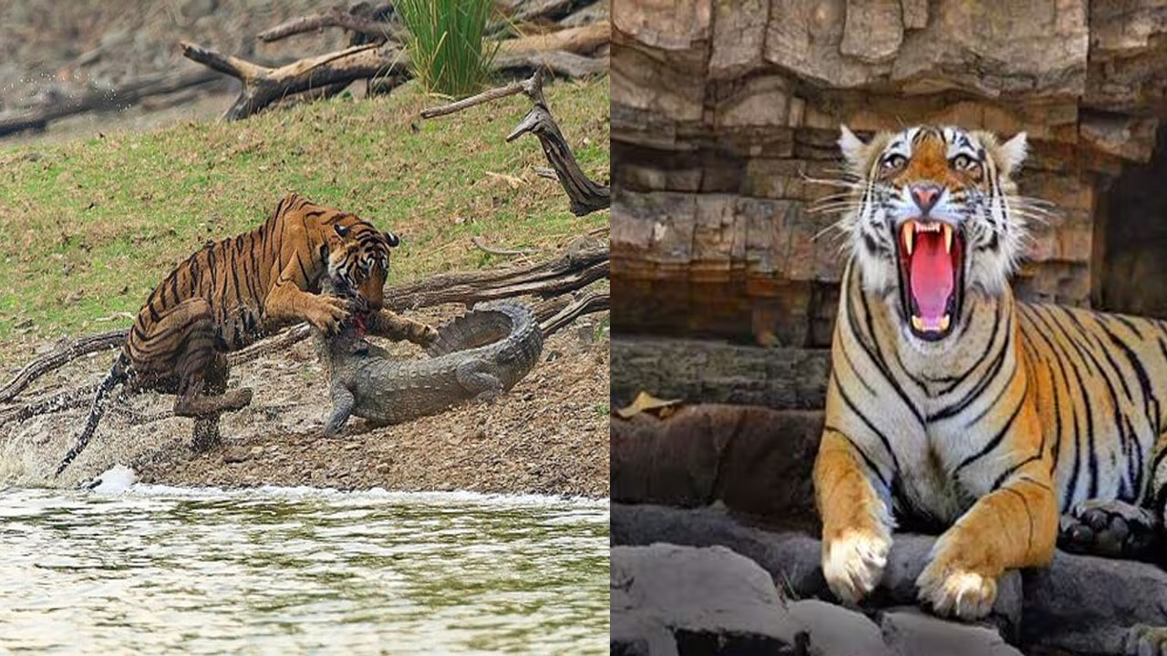 Arrowhead Dies:  మొసళ్లను సైతం వేటాడే ప్రసిద్ధ  పెద్ద పులి “ఆరోహెడ్” ఇక లేదు.. లాస్ట్ వీడియో..!