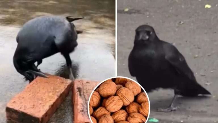 Viral Video: ఇది కాకి కాదు మేధావి.. ఈ వీడియో చూశాక దీని తెలివితేటలకు సలాం కొట్టాల్సిందే..!