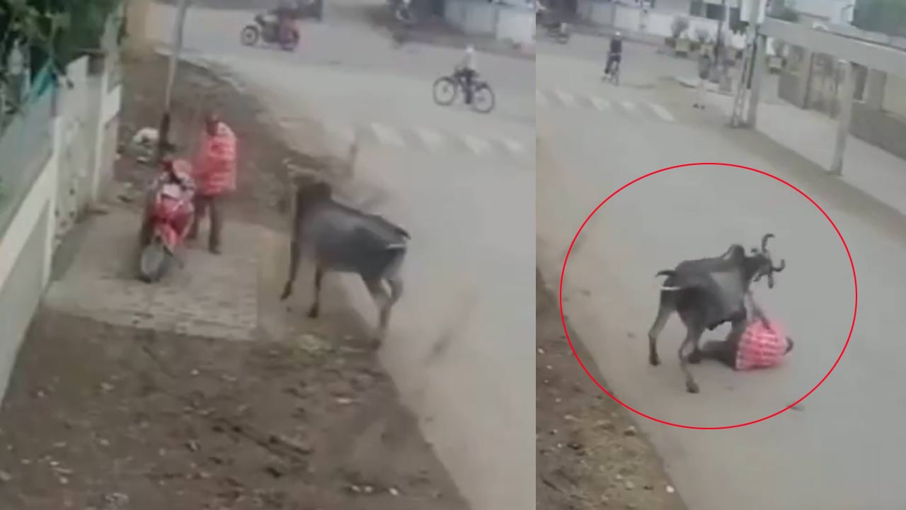 Delhi: ఢిల్లీలో ఎద్దు బీభత్సం.. నిలిచి ఉన్న వ్యక్తిపై దాడి.. వీడియో వైరల్