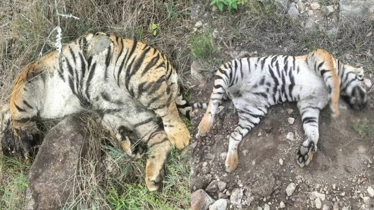 Karnataka: 5 పులుల మృతి కేసులో ముగ్గురు అరెస్ట్.. ఎందుకు చంపారంటే..!