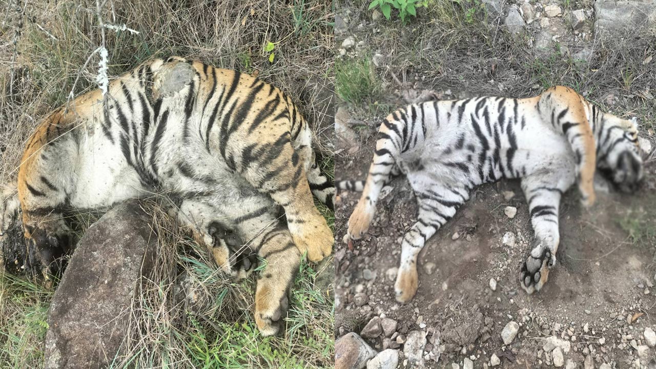 Karnataka: దారుణం.. వన్యప్రాణులపై విషప్రయోగం.. 5 పులులు మృతి