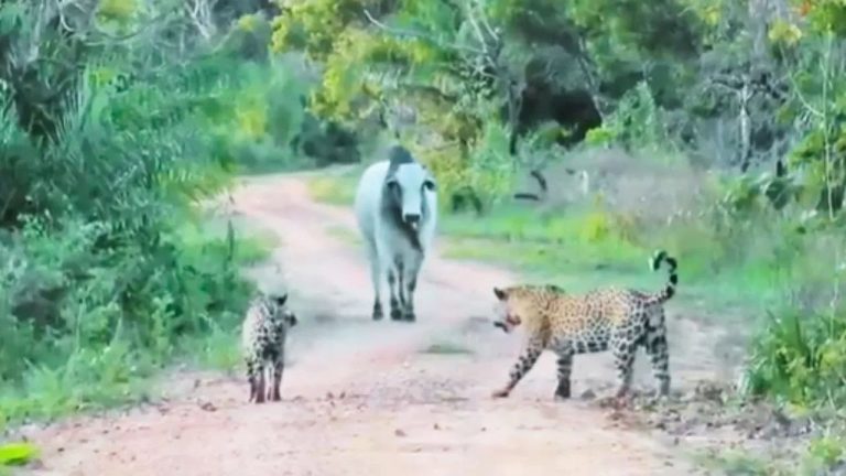 Viral Video: ఎద్దు ముందు మోకరిల్లిన రెండు క్రూరమైన జాగ్వార్‌లు.. షాకింగ్ వీడియో