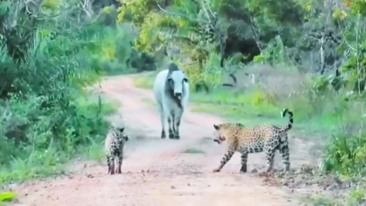 Viral Video: ఎద్దు ముందు మోకరిల్లిన రెండు క్రూరమైన జాగ్వార్‌లు.. షాకింగ్ వీడియో