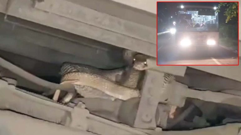 Jagtial: పామును కాపాడబోయిన ఆర్టీసీ డ్రైవర్.. బస్సు గేర్ బాక్స్ లో చొరబడిన  పాము.. చివరకు