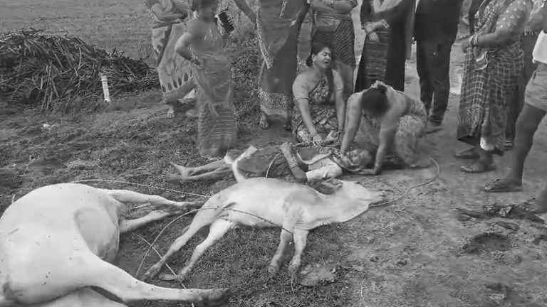 Mulugu: తీవ్ర విషాదం.. విద్యుత్ షాక్ తో మహిళా రైతుతో పాటు నాలుగు పశువులు మృతి