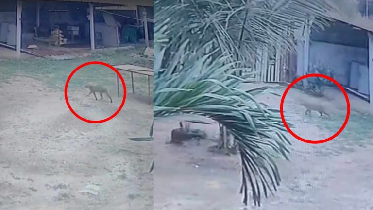 Leopard : సంగారెడ్డి జిల్లా కల్హేర్‌లో చిరుత కలకలం.. బీబీపేట్ గ్రామంలో భయాందోళనలు