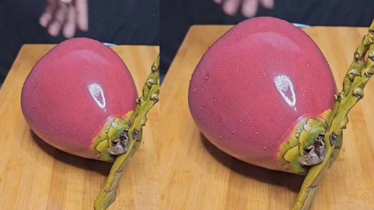 Pink Coconut : ఇండోనేషియా నుండి మంగళూరుకు పింక్ కలర్ కొబ్బరిబొండం.. నిజమేనా ఈ వైరల్ పోస్ట్..?