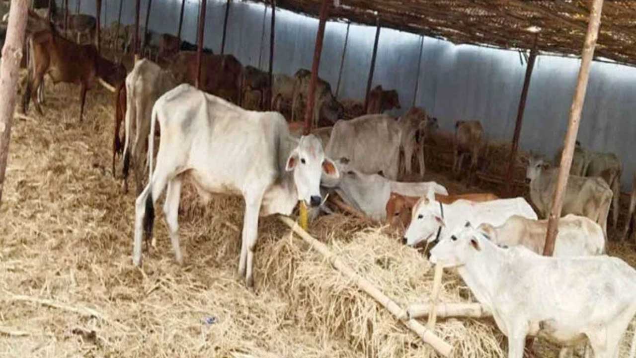 Vemulawada : ఆగని రాజన్న కోడెల మృత్యు ఘోష.. మరో ఐదు కోడెల మృతి