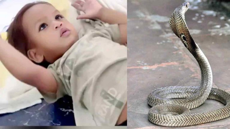 Cobra snake: విచిత్రం.. నాగుపామునే కరిచి చంపిన ఏడాది బాలుడు..