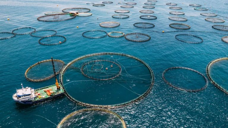 AP Aqua Farming: ఆక్వా ఎగుమతులపై ట్రంప్ ఎఫెక్ట్.. రైతులపై మోయలేనంత పన్ను భారం!