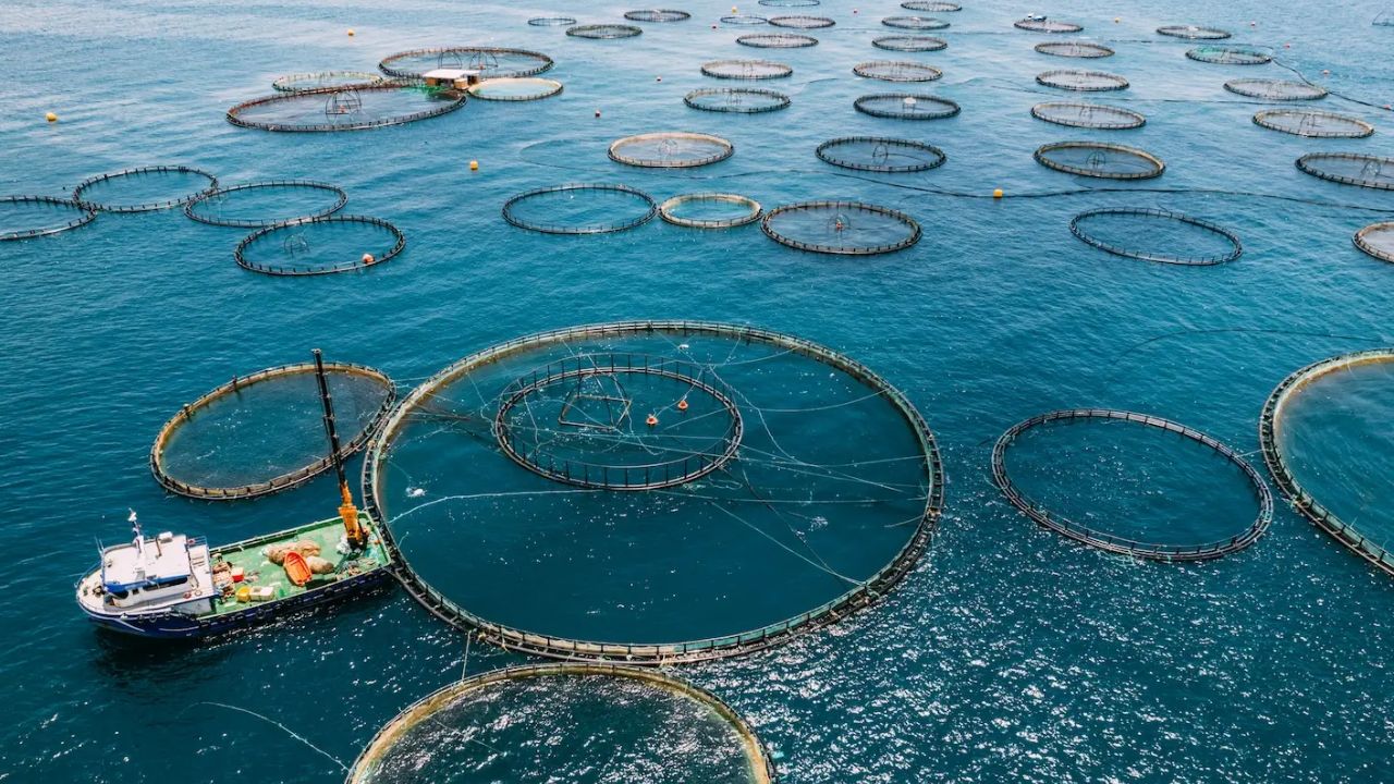 AP Aqua Farming: ఆక్వా ఎగుమతులపై ట్రంప్ ఎఫెక్ట్.. రైతులపై మోయలేనంత పన్ను భారం!