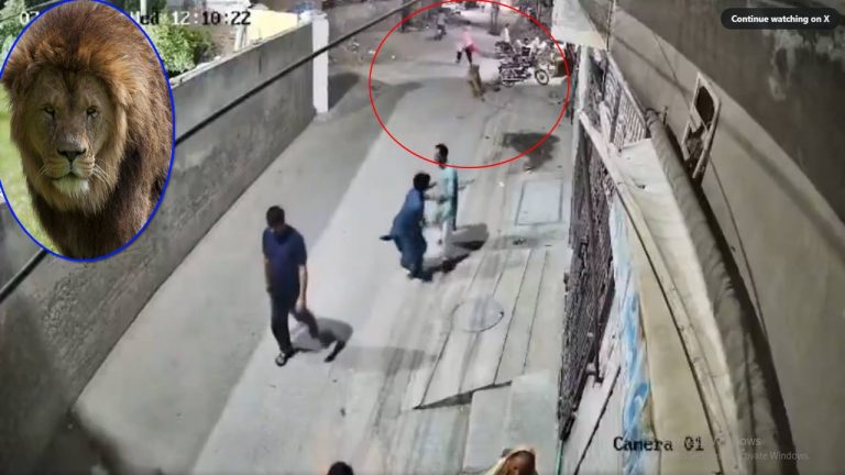 Pakistan: నడిరోడ్డుపై సింహం బీభత్సం.. మహిళ, పిల్లలపై దాడి