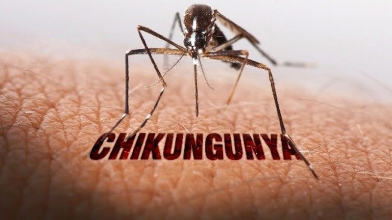 WHO Chikungunya Alert: 20 ఏళ్ల తర్వాత ముప్పుగా  చికున్‌గున్యా.. లక్షణాలు, నివారణ మార్గాలు ఇవే..?