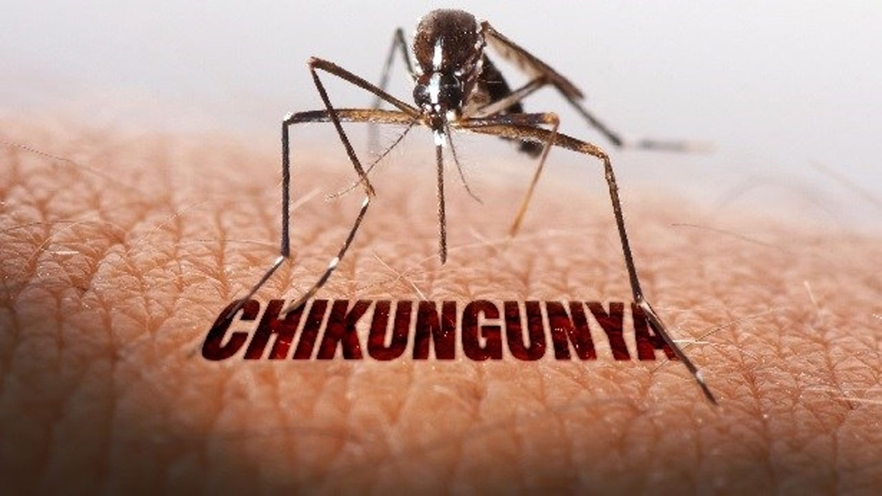 WHO Chikungunya Alert: 20 ఏళ్ల తర్వాత ముప్పుగా  చికున్‌గున్యా.. లక్షణాలు, నివారణ మార్గాలు ఇవే..?