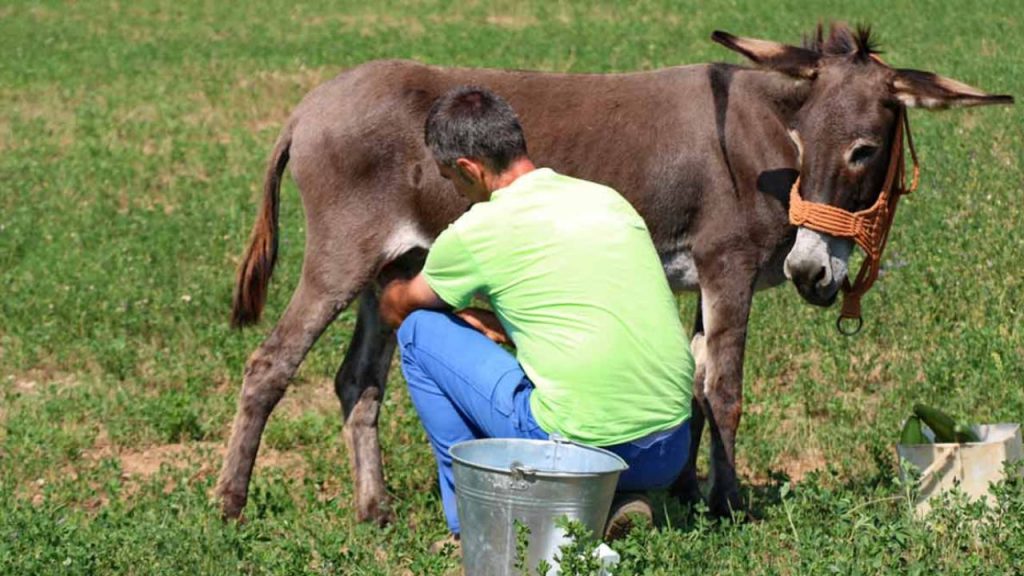 Donkey Milk