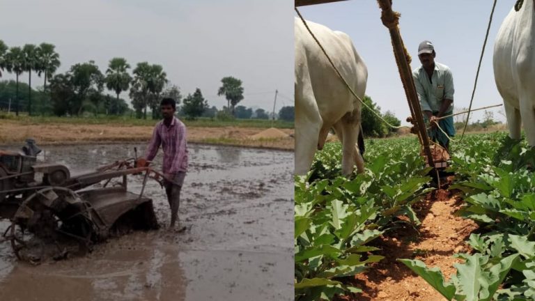 Annadata Sukhibhava: రైతులకు శుభవార్త.. అన్నదాత సుఖీభవ పథకంకు ముహూర్తం ఖరారు!