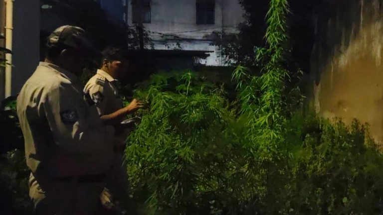 Ganja Cultivation in Vizag: విశాఖ నడిబొడ్డున గంజాయి సాగు..!