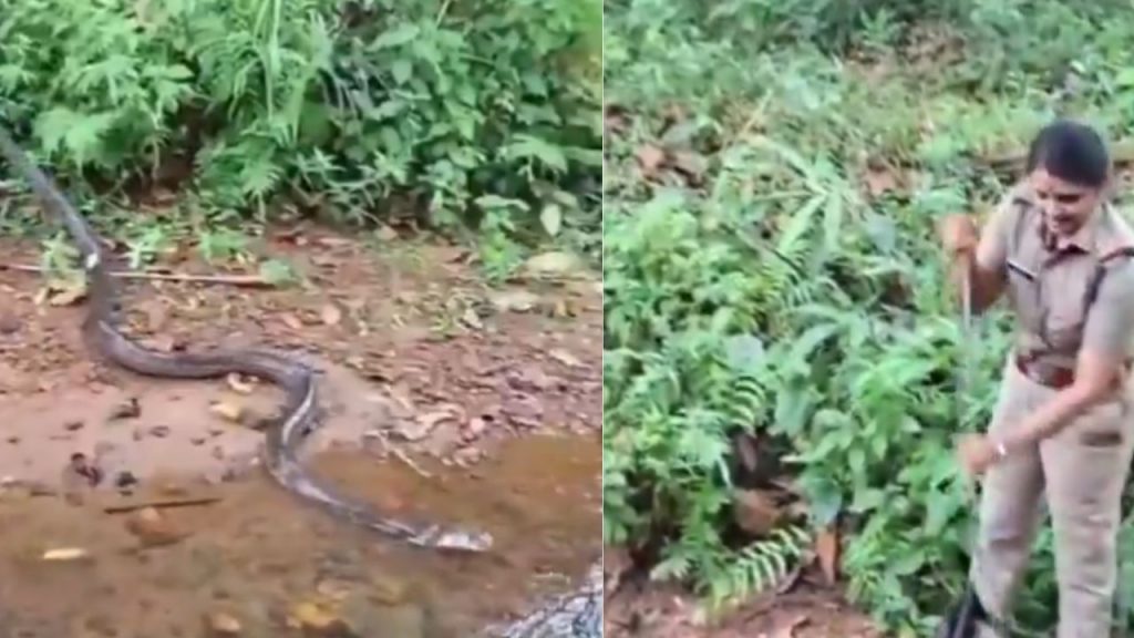 King Cobra Viral Video