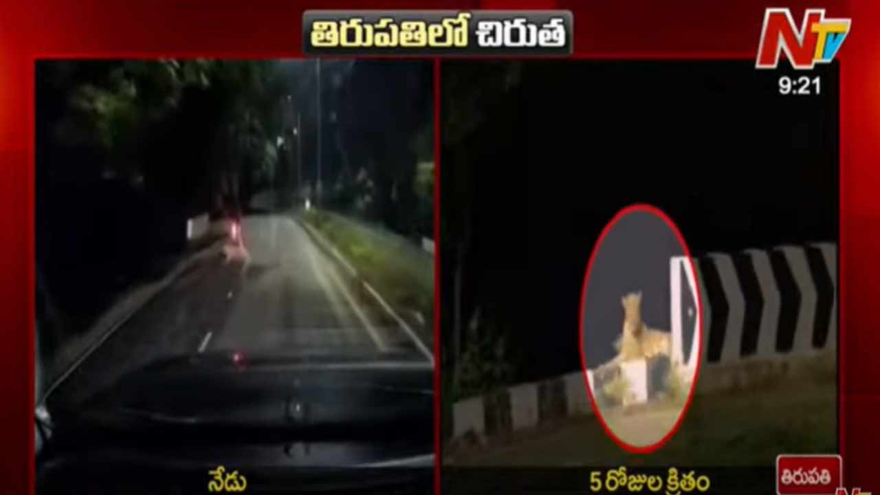 Leopard Attack Tirumala: తిరుపతిలో బైక్‌ ప్రయాణికులపై చిరుత దాడికి యత్నం.. భక్తుల్లో భయాందోళన!