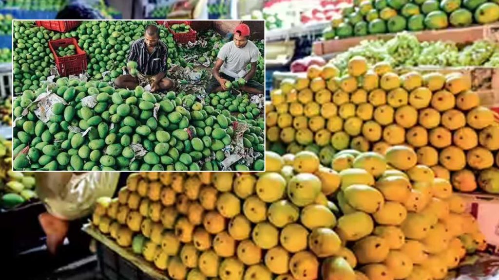 Mangoes Procurement