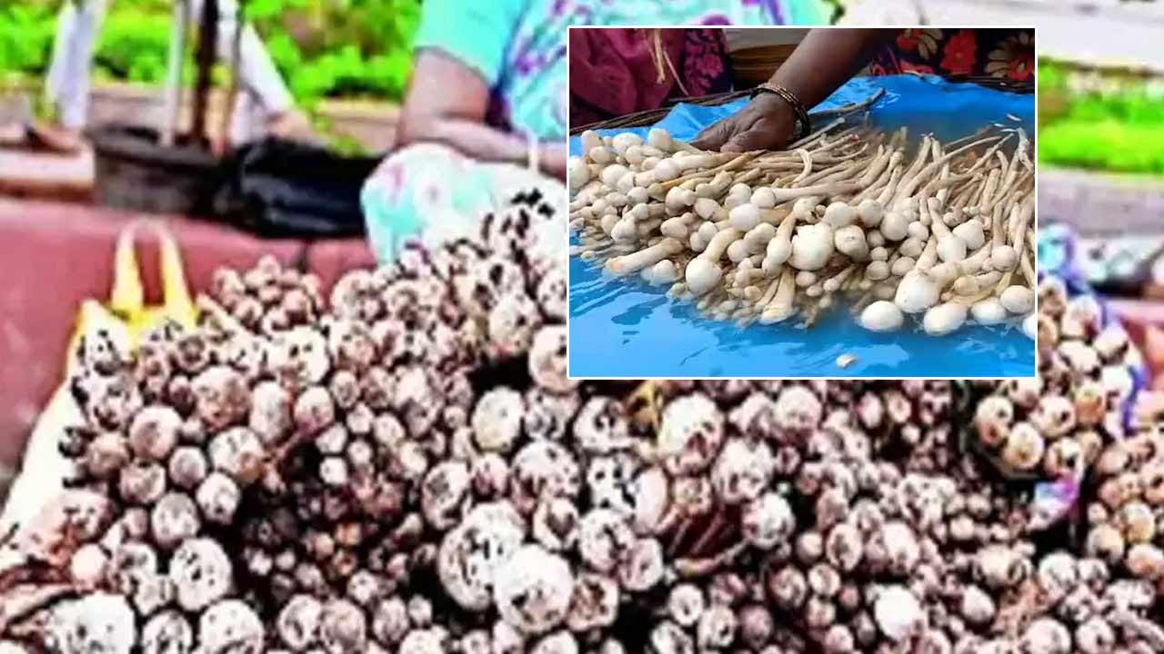 Mushrooms Price: కొండెక్కిన పుట్టగొడుగుల ధర..! చికెన్, మటన్‌తో పోటీ..