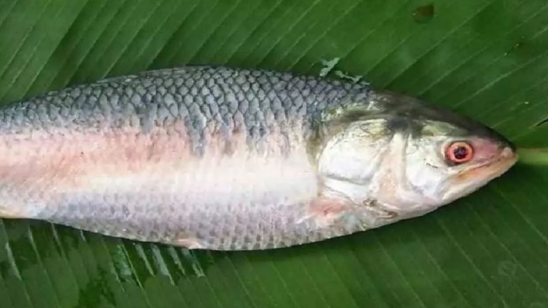 Pulasa Fish Price: యానాంలో పులసల సందడి.. ఈరోజు కిలో పులసకు రికార్డు ధర!