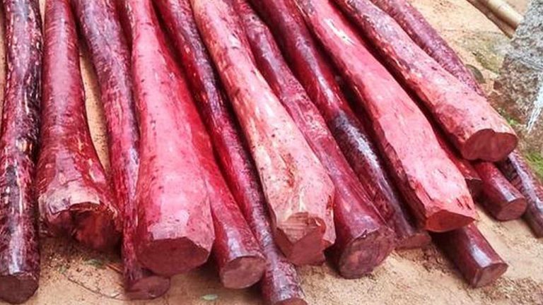 Red Sandalwood Smuggling: ఎర్రచందనం స్మగ్లర్ల బరితెగింపు.. పుష్ప సినిమాకు మించిన సీన్..!