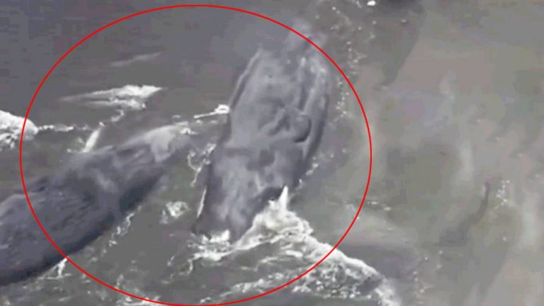 Russia Earthquake: సునామీ కారణంగా ఒడ్డుకు కొట్టికొచ్చిన భారీ తిమింగలాలు