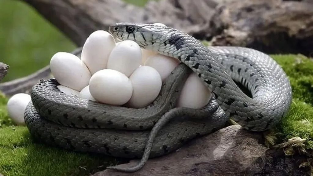 Snake Egg