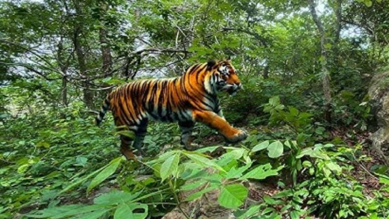 Tiger Attack: యువకుడిపై పెద్దపులి దాడి.. గట్టిగా కేకలు వేయడంతో.. !
