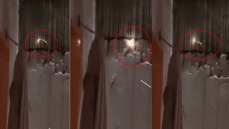 Shocking Viral Video: వామ్మో.. ఇదేంటి భయ్యా.. బల్లి తోక నుండి మంటలు రావడం.. వైరల్ వీడియో!