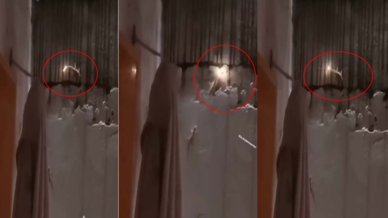 Shocking Viral Video: వామ్మో.. ఇదేంటి భయ్యా.. బల్లి తోక నుండి మంటలు రావడం.. వైరల్ వీడియో!