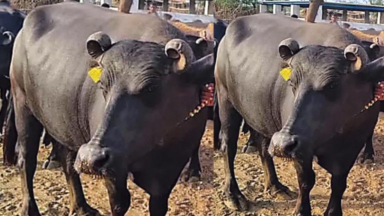 Viral News : గేదెకు రూ.14 లక్షలు.. అరేయ్ ఏంట్రా ఇది..