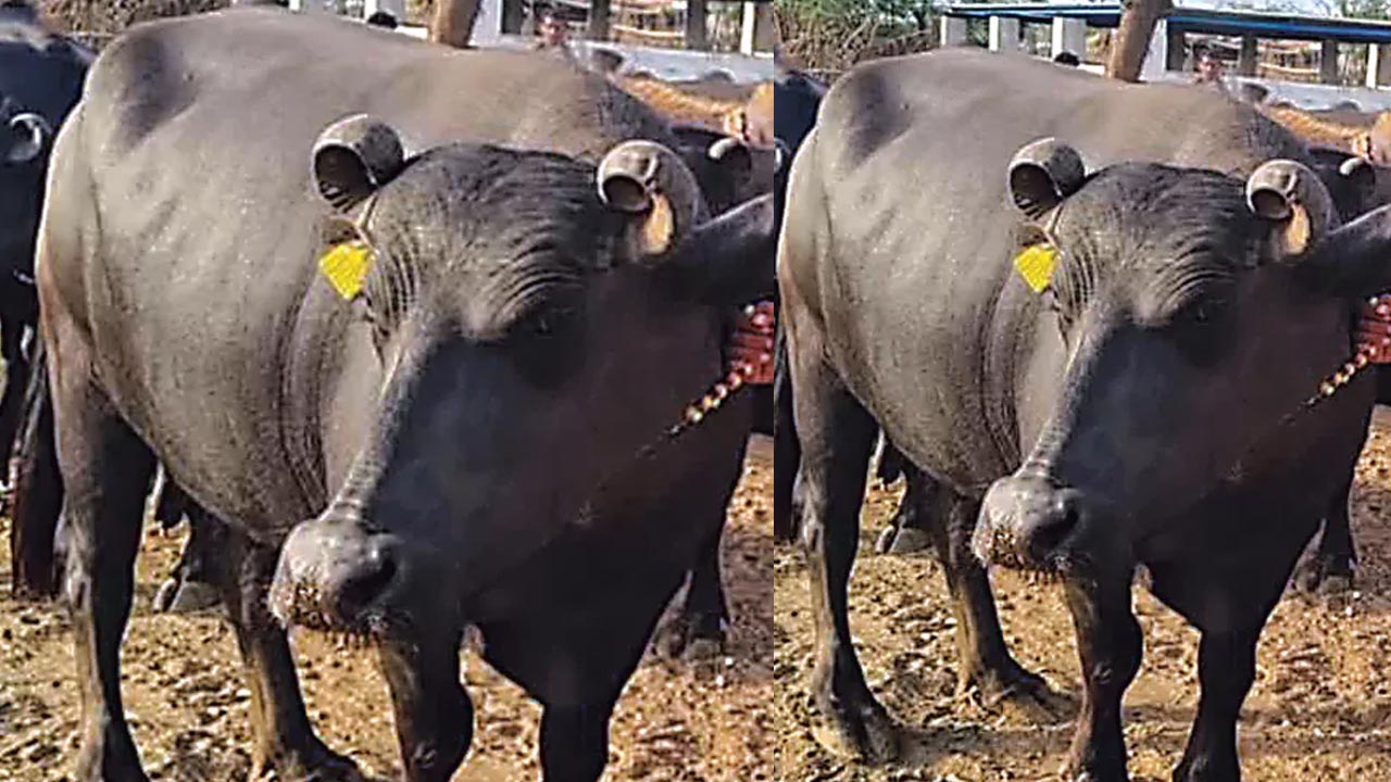 Viral News : గేదెకు రూ.14 లక్షలు.. అరేయ్ ఏంట్రా ఇది..