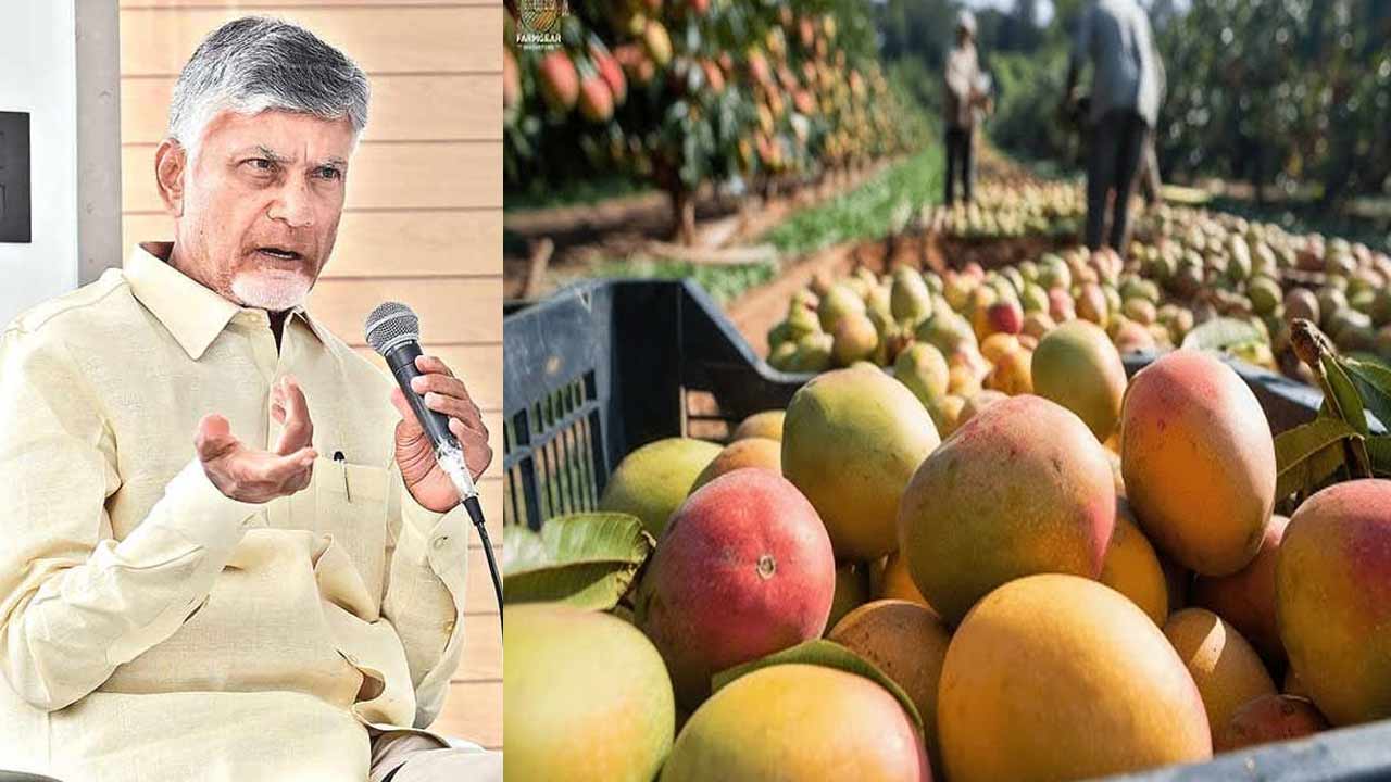 Mango Farmers: మామిడి రైతులకు అండగా కూటమి ప్రభుత్వం..!