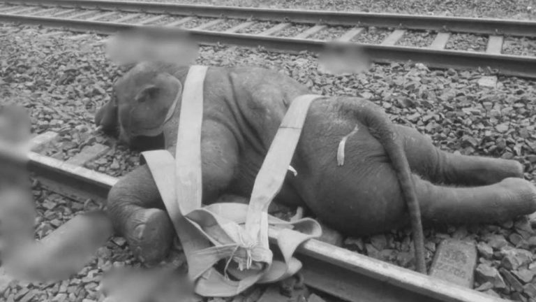 Elephant: తీవ్ర విషాదం.. రైలు ఢీకొని మూడు ఏనుగులు మృతి