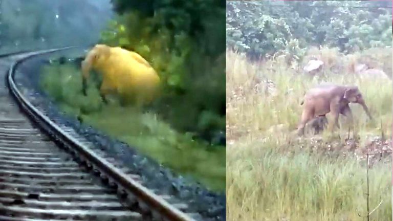 Elephant : రైల్వే ట్రాక్‌లపై ఏనుగు ప్రసవం, రెండు గంటలు ఆగిన రైళ్లు