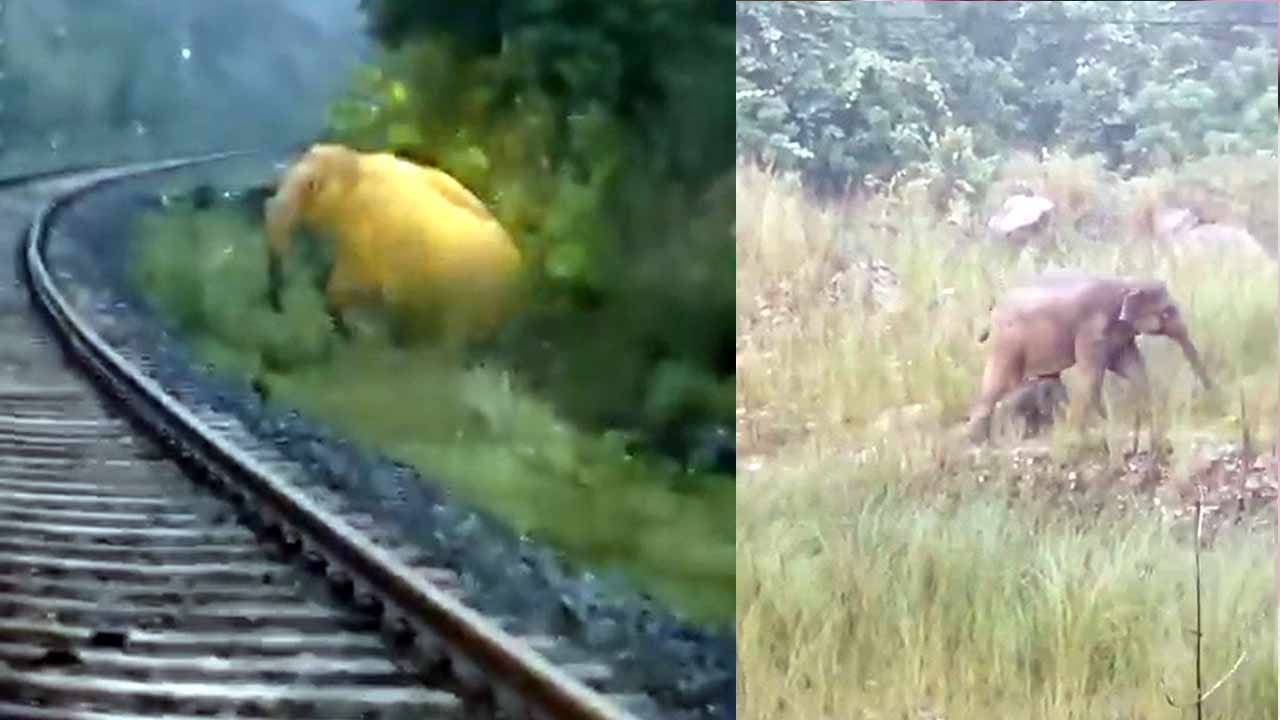 Elephant : రైల్వే ట్రాక్‌లపై ఏనుగు ప్రసవం, రెండు గంటలు ఆగిన రైళ్లు