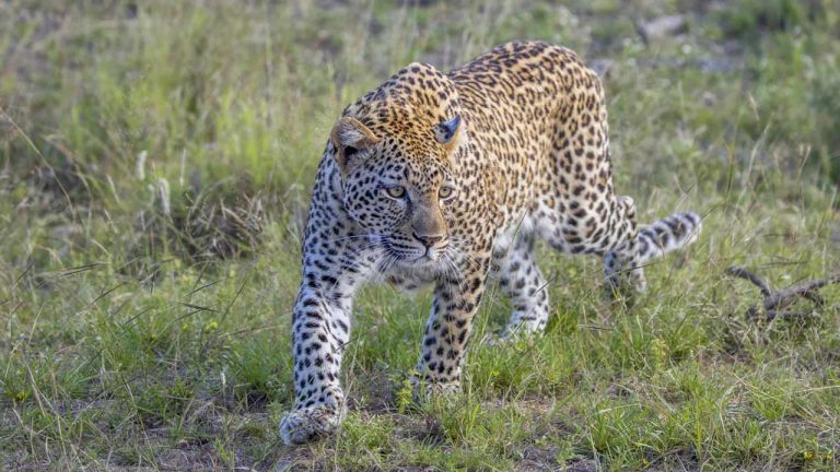 Leopard : గోల్కొండ మిలిటరీ ప్రాంతంలో చిరుత సంచారం..