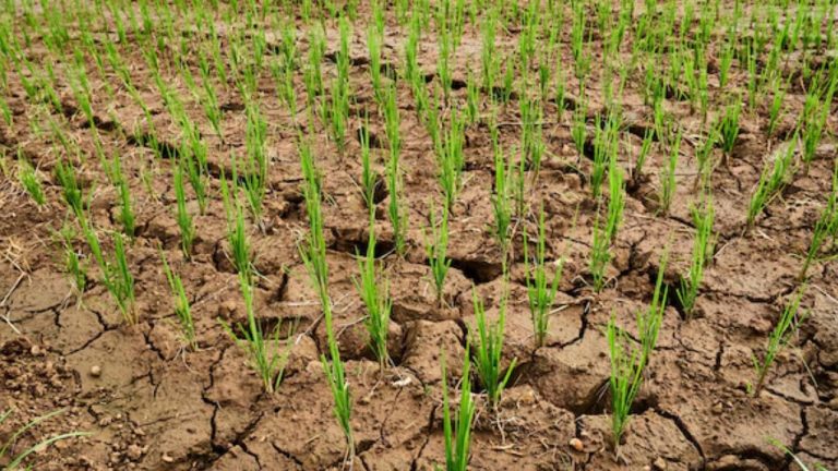 Crop Cultivation: తొలకరి పంటకే ఇన్ని కష్టాలైతే.. మరి రబీ పరిస్థితి ఏంటి?